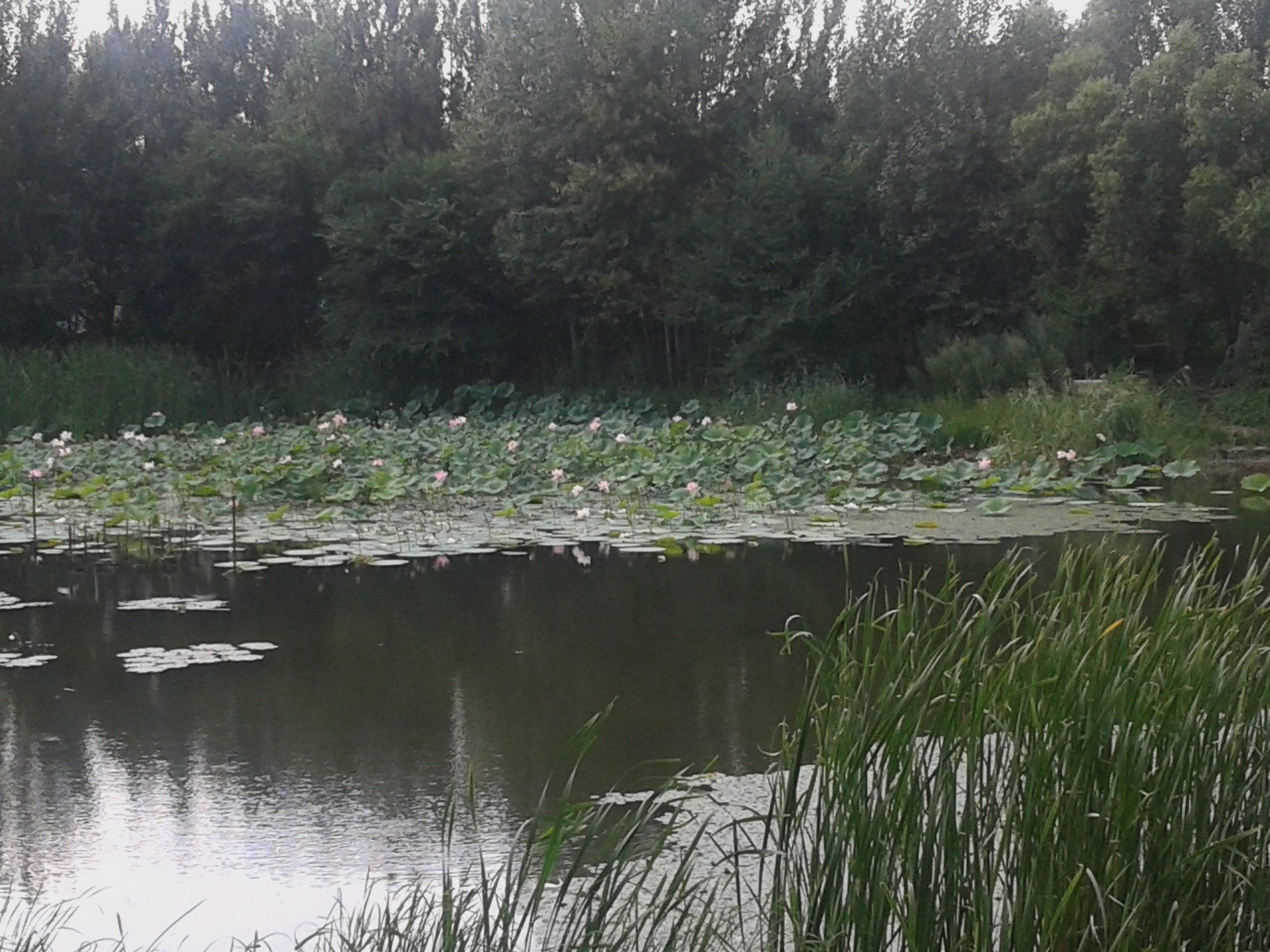 20140808_131810.jpg