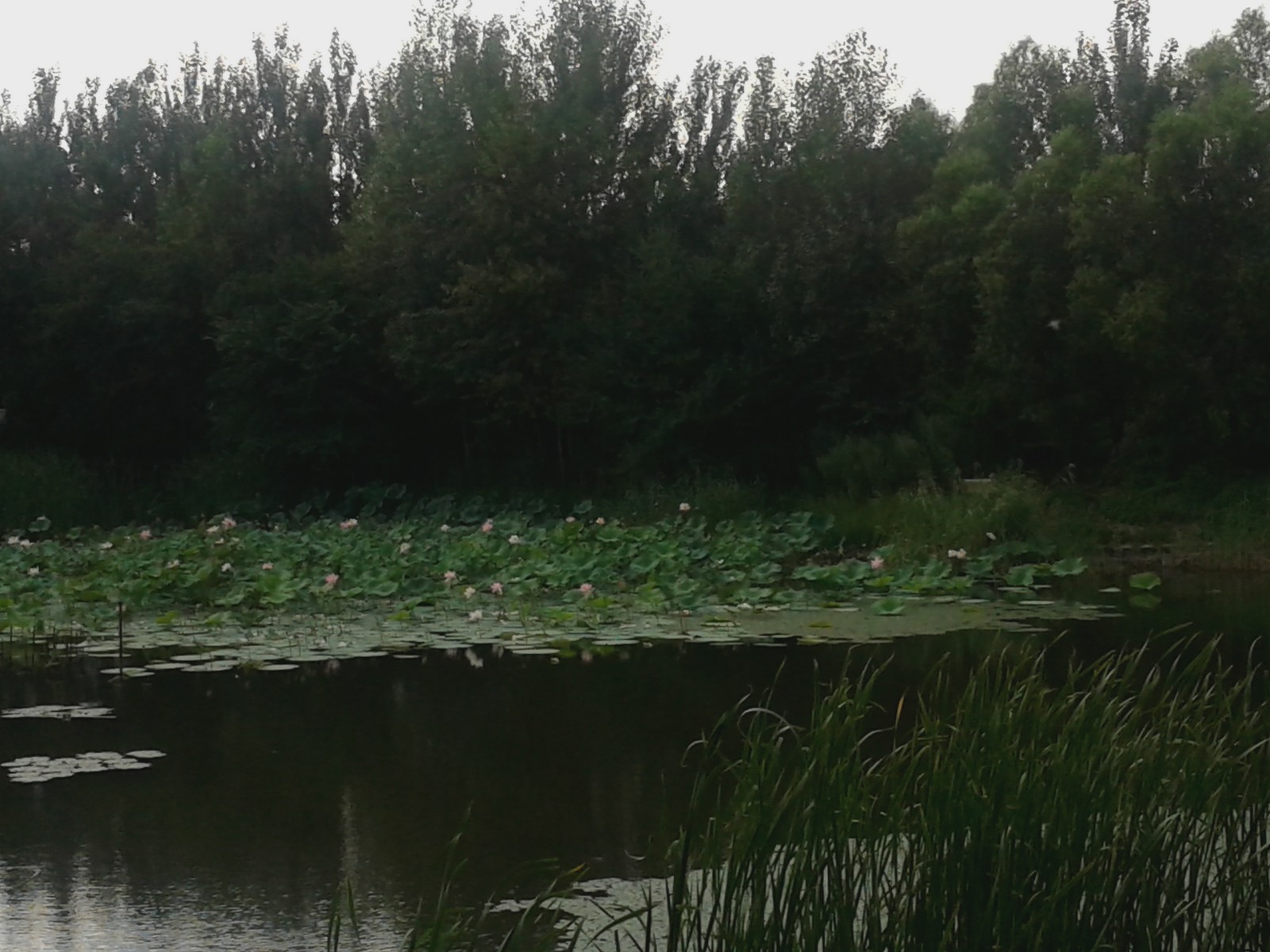 20140808_131813.jpg