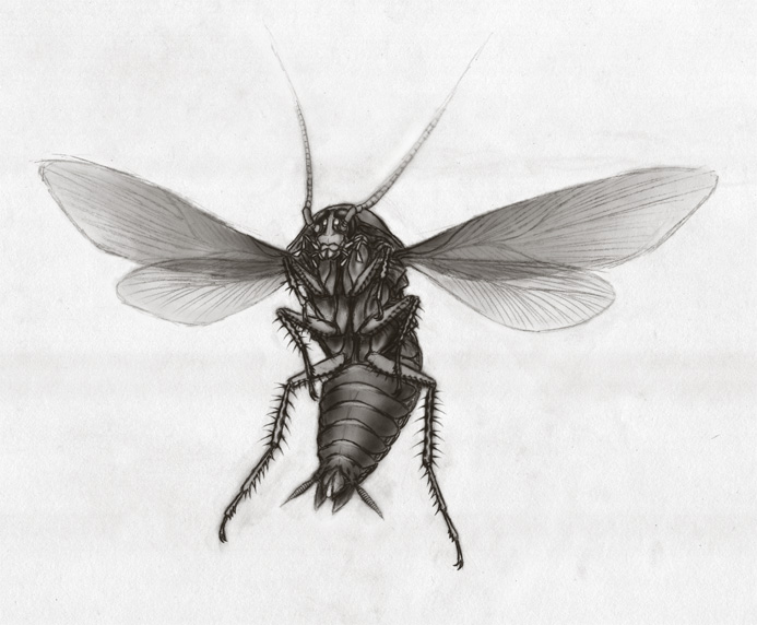 Cockroach.jpg