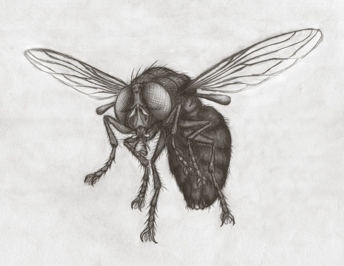 Fly.jpg