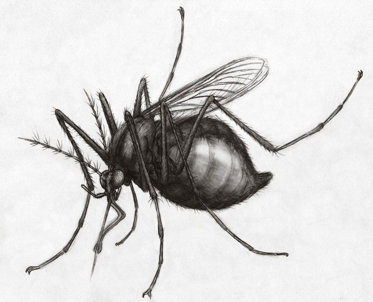 Mosquito.jpg