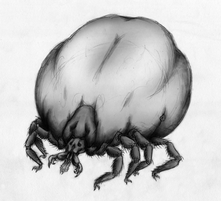 Tick.jpg