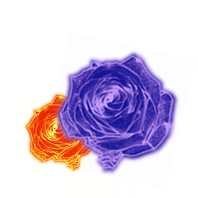 蔷薇大.png