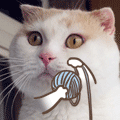 ac345982b2b7d0a2adc3fe00cbef76094b369a21.jpg.gif