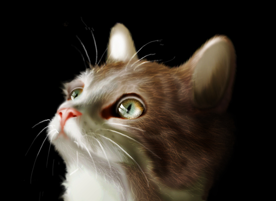 猫猫.jpg