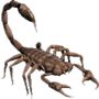蝎子.png