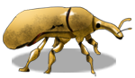 yachonger_d1.png