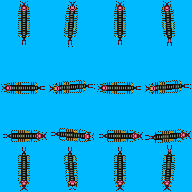 动物 蜈蚣 小.png
