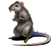 Rat.png