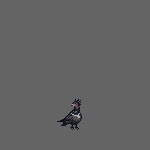 作者2：次鸽.gif
