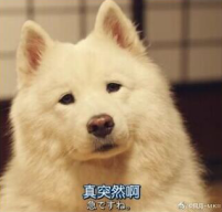QQ图片20200406122221.png