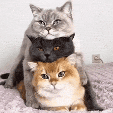 QQ图片20201224155303.gif