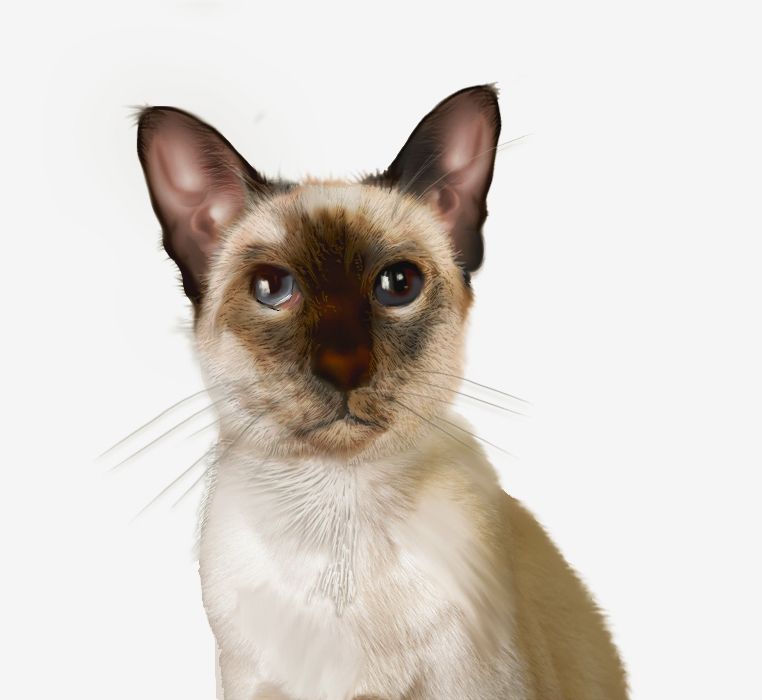 猫咪.png