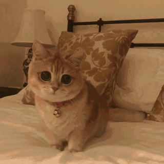 b024d67de509cd1add9924158815b015e5f255c8.gif