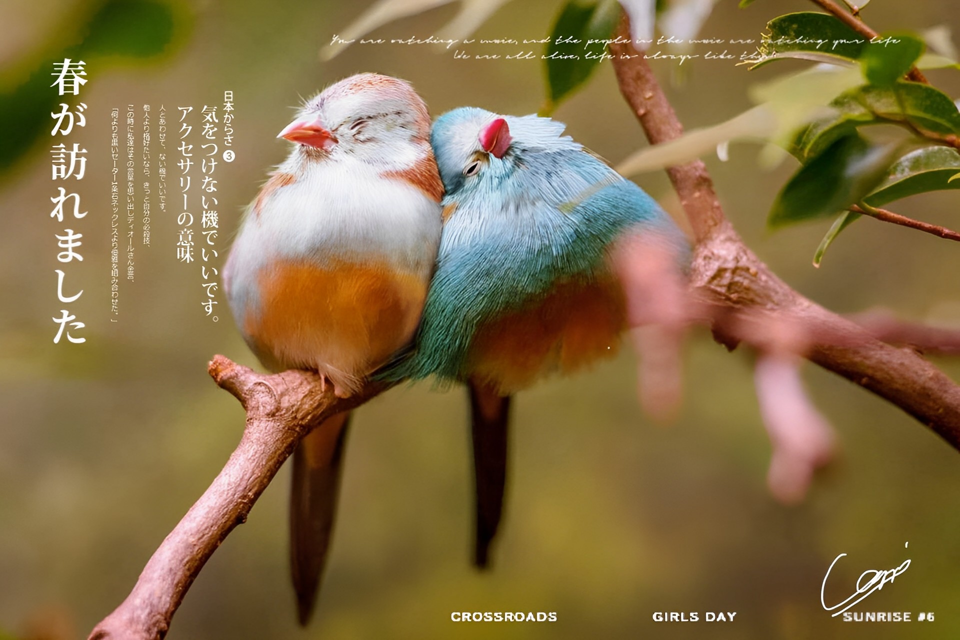爱情鸟.jpg