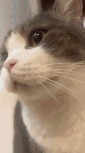 677013b1f491a0fc3e2e51522253dea6.gif