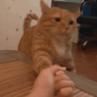 {F65BF1C0-B0B0-5285-B53F-1606C23C4742}.gif
