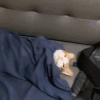 QQ图片20250322123508.gif