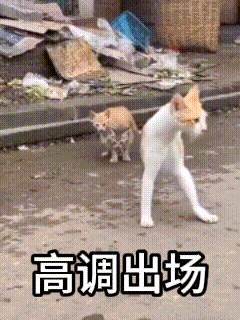 Cache_300abec1699608c1.gif