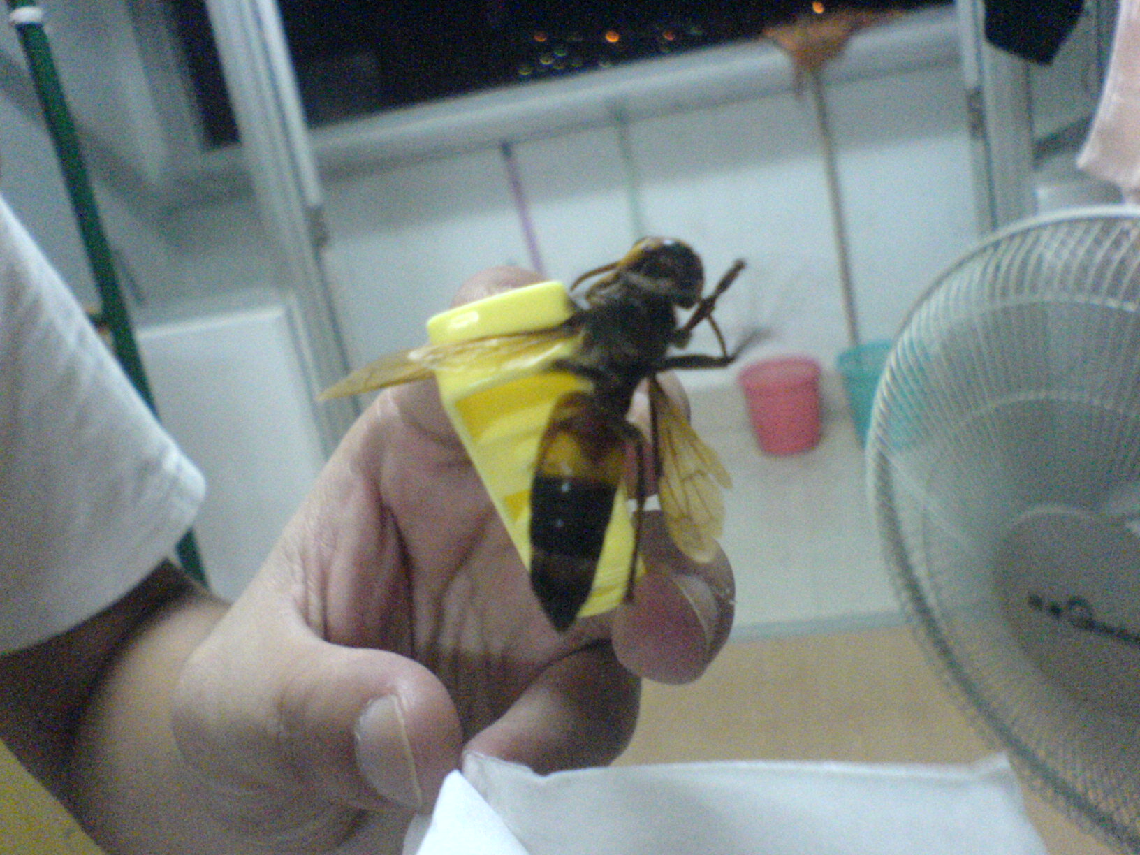 蜜蜂？2.JPG