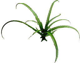 草地上的.png