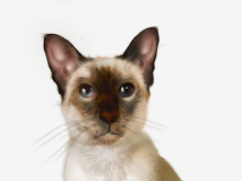 photoshop 绘画的猫迷绘