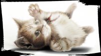 我描图模仿绘画的猫咪photoshop