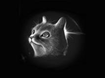用手机绘画的猫咪