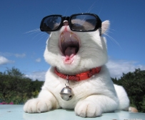 一些猫图OWO 喵~